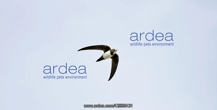 : Alpine Swift in flight : Alpine Swift in flight