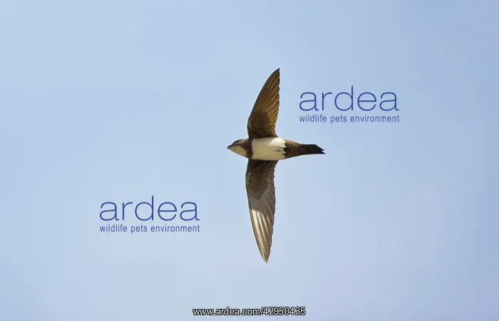  : Alpine Swift in flight
