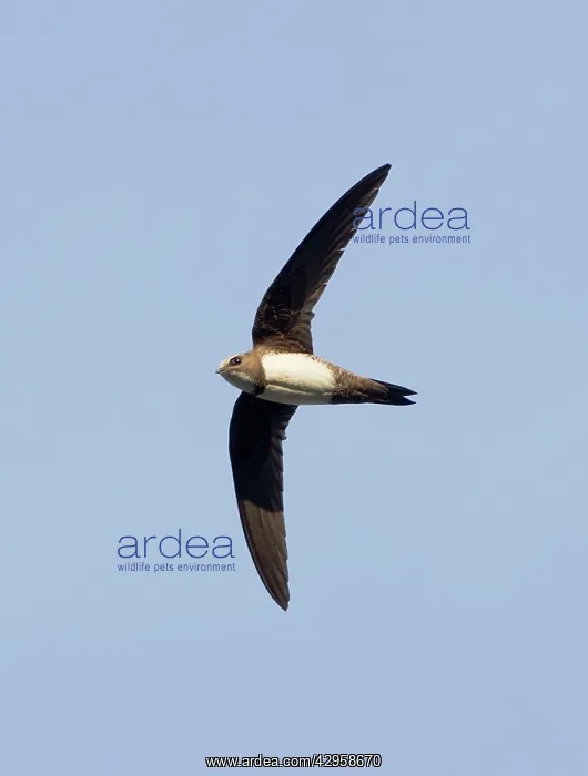 : Alpine Swift - in flight : Alpine Swift - in flight