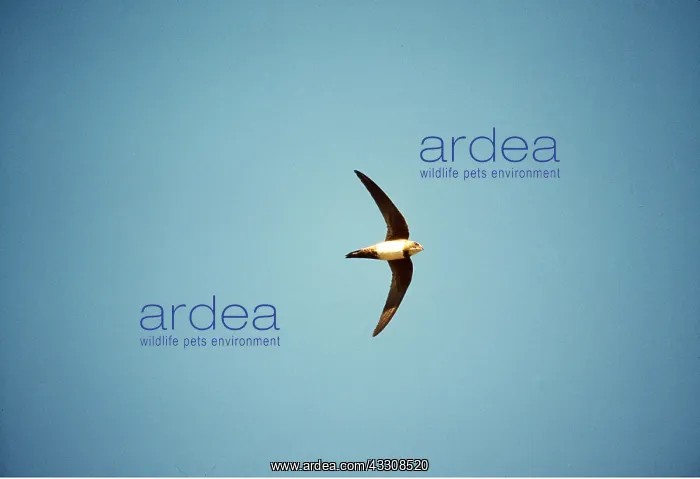 : ALPINE SWIFT - IN FLIGHT : ALPINE SWIFT - IN FLIGHT