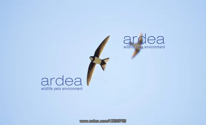 : Alpine Swift in flight : Alpine Swift in flight