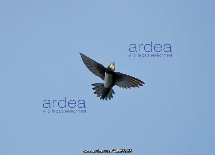 : Alpine Swift - in flight fluttering with wings : Alpine Swift - in flight fluttering with wings