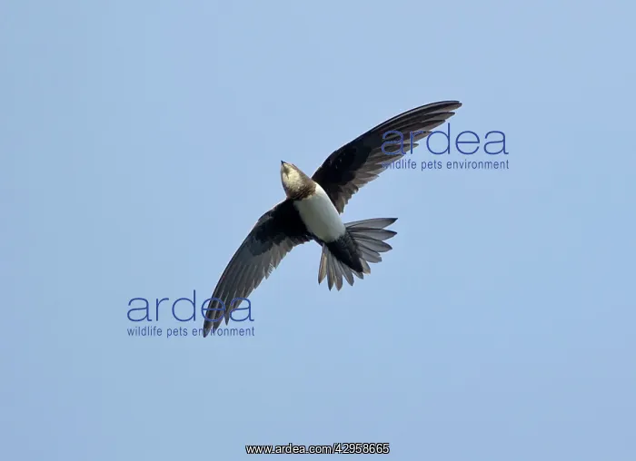 : Alpine Swift - in flight fluttering with wings : Alpine Swift - in flight fluttering with wings