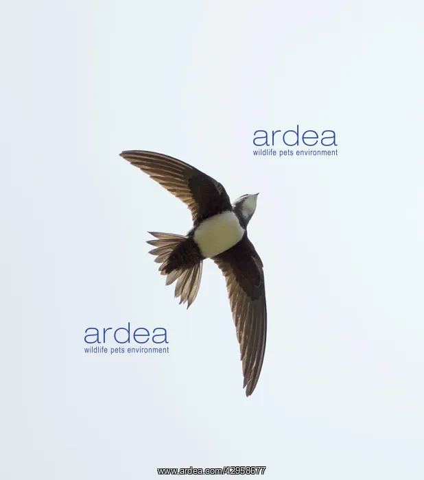 : Alpine Swift - in flight fluttering with wings : Alpine Swift - in flight fluttering with wings