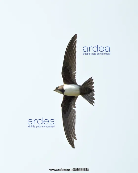 : Alpine Swift - in flight with wings and tail spread : Alpine Swift - in flight with wings and tail spread