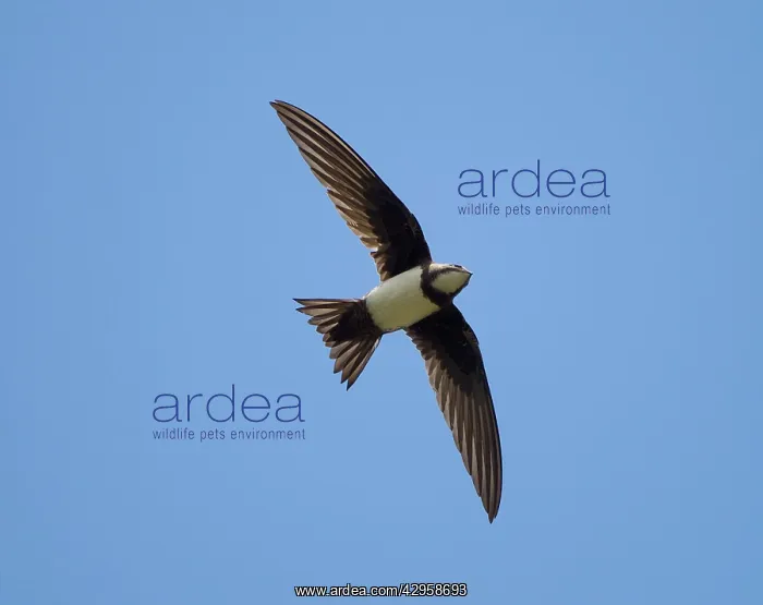 : Alpine Swift - in flight with wings and tail spread : Alpine Swift - in flight with wings and tail spread