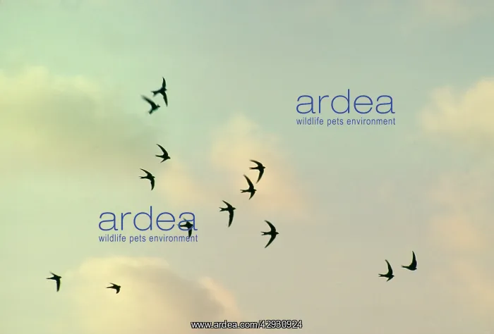  : Alpine SWIFTS - in flight