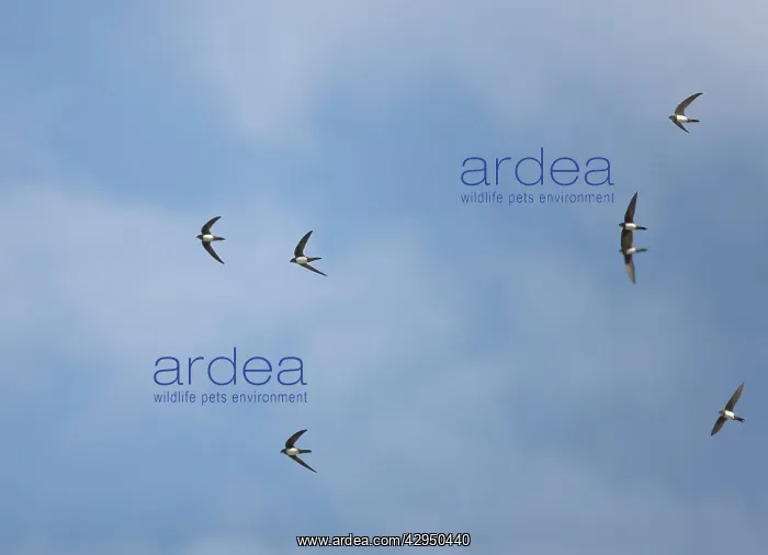 : Alpine Swifts in flight : Alpine Swifts in flight