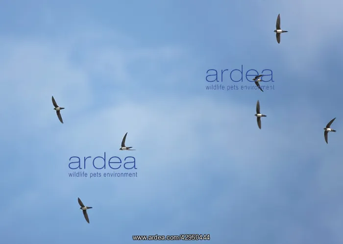 : Alpine Swifts in flight : Alpine Swifts in flight