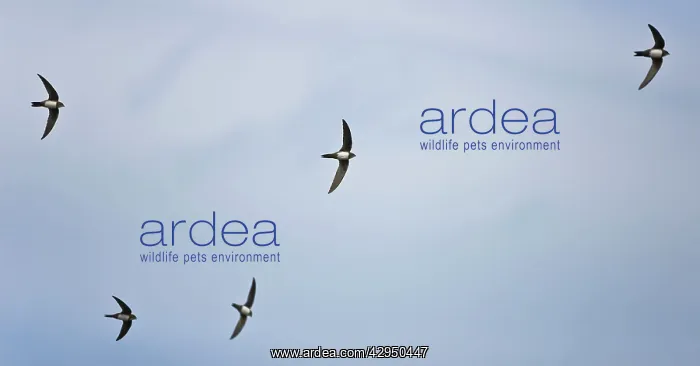  : Alpine Swifts in flight