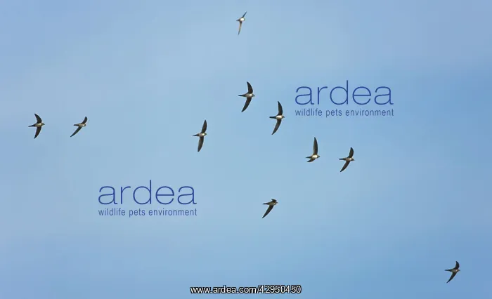 : Alpine Swifts in flight : Alpine Swifts in flight