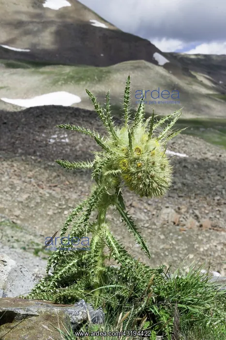 : Alpine Thistle (Cirsium scopulorum), Mosquito Pass : Alpine Thistle (Cirsium scopulorum), Mosquito Pass