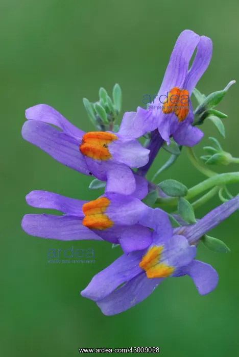 : Alpine Toadflax Alpen-Leinkraut : Alpine Toadflax Alpen-Leinkraut