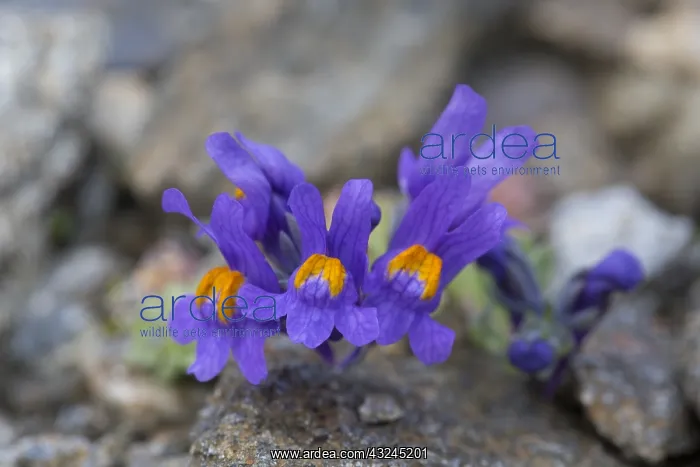 : Alpine Toadflax - flowering - Hohe Tauern National : Alpine Toadflax - flowering - Hohe Tauern National