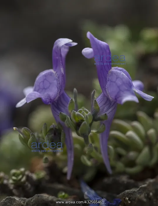 : Alpine Toadflax, Linaria alpina, blue form, in flower : Alpine Toadflax, Linaria alpina, blue form, in flower