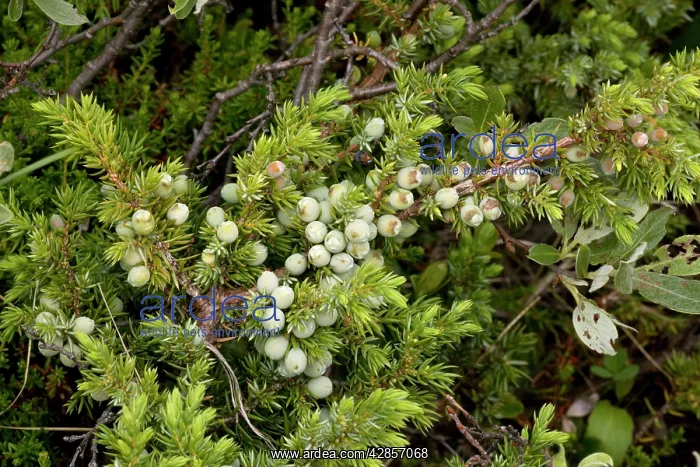 : Alpine version of common juniper with berries : Alpine version of common juniper with berries