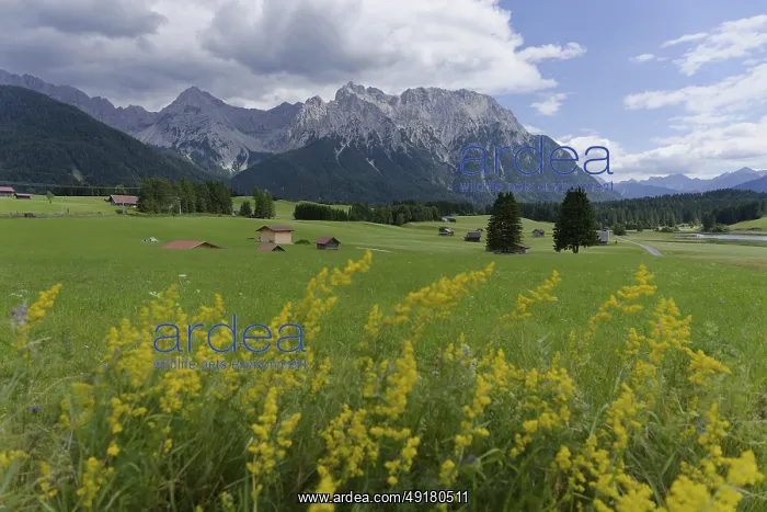 : Alpine view from the Buckelwiwesen near Mittenwald to the Karwendel Mountains : Alpine view from the Buckelwiwesen near Mittenwald to the Karwendel Mountains