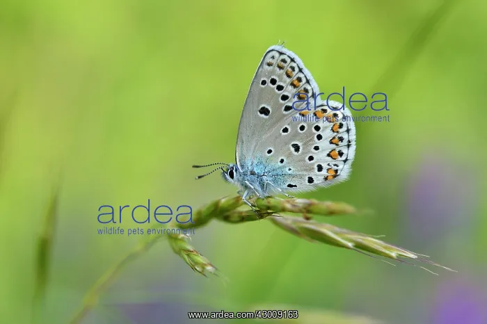: Alpine Zephyr Blue : Alpine Zephyr Blue