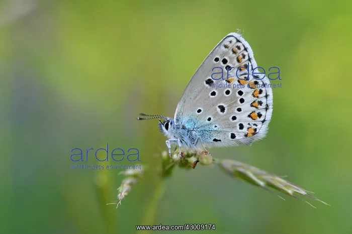: Alpine Zephyr Blue : Alpine Zephyr Blue