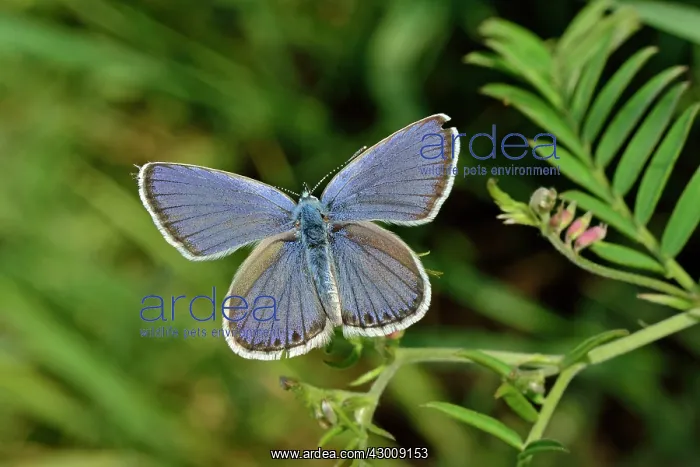 : Alpine Zephyr Blue male : Alpine Zephyr Blue male