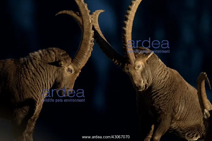 : Alpines ibex (Capra ibex) males fighting, Valais : Alpines ibex (Capra ibex) males fighting, Valais