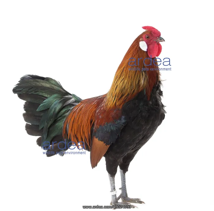  : Alsatian Chicken Cockerel  /  Rooster