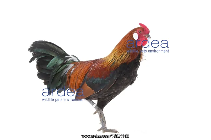  : Alsatian Chicken Cockerel  /  Rooster