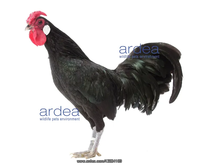 : Alsatian Chicken Cockerel  /  Rooster
