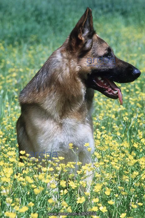 : ALSATIAN DOG / GERMAN SHEPHERD - in buttercup field : ALSATIAN DOG / GERMAN SHEPHERD - in buttercup field