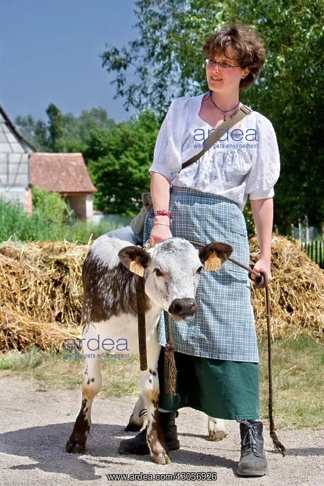 : Alsatian dressed as peasants and Veal France : Alsatian dressed as peasants and Veal France