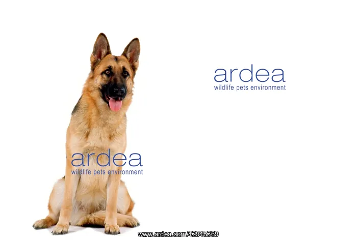 : Alsatian / German Shepherd Dog : Alsatian / German Shepherd Dog