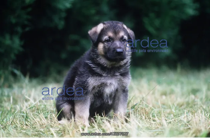: Alsatian / German Shepherd Dog - puppy : Alsatian / German Shepherd Dog - puppy
