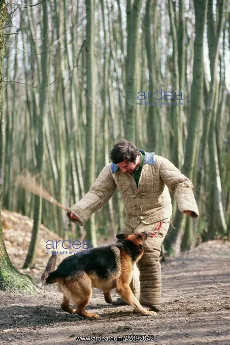 : Alsatian / German Shepherd Dog - being trained : Alsatian / German Shepherd Dog - being trained