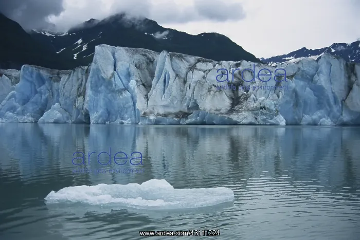 : Alsek Glacier : Alsek Glacier