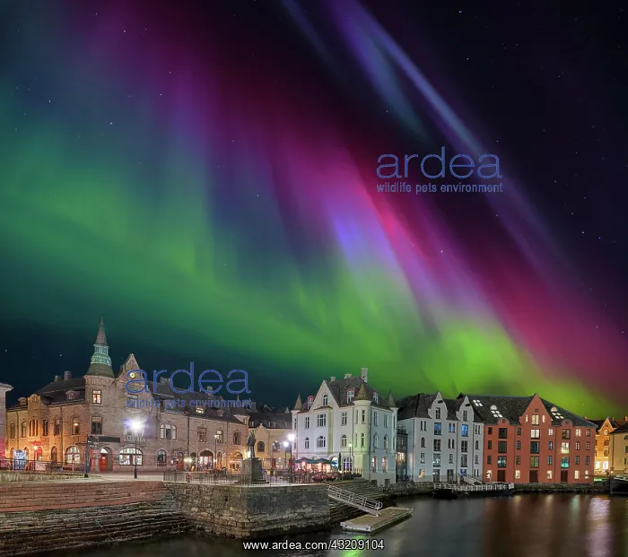 : Alsesund Port Northern Lights Norway : Alsesund Port Northern Lights Norway