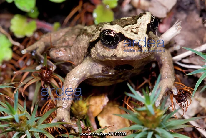 : Alsodes igneus : Alsodes igneus