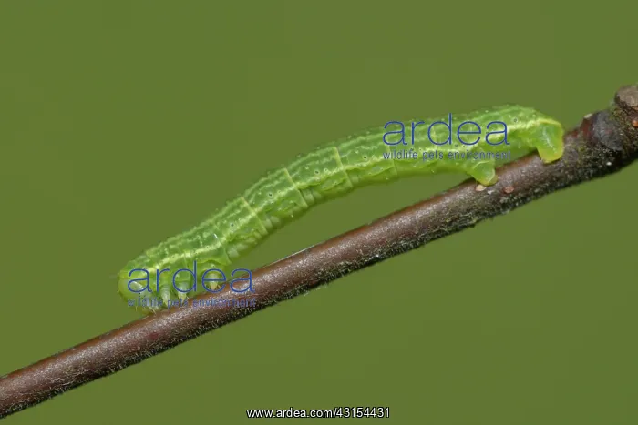 : Alsophila aescularia : Alsophila aescularia