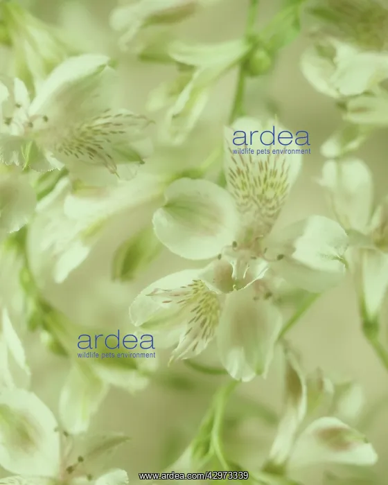  : Alstroemeria