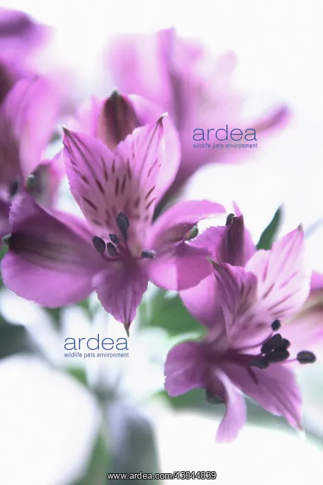: Alstroemeria : Alstroemeria