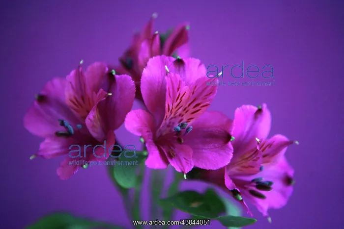 : Alstroemeria : Alstroemeria