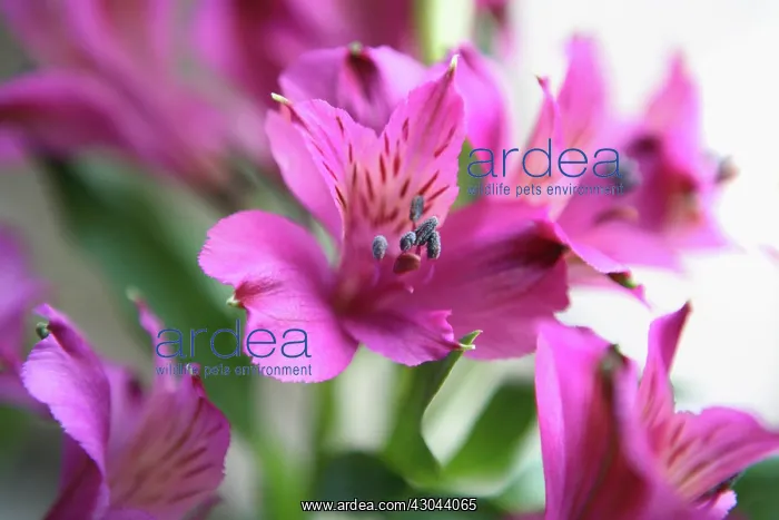 : Alstroemeria : Alstroemeria