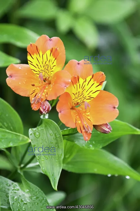 : Alstroemeria : Alstroemeria