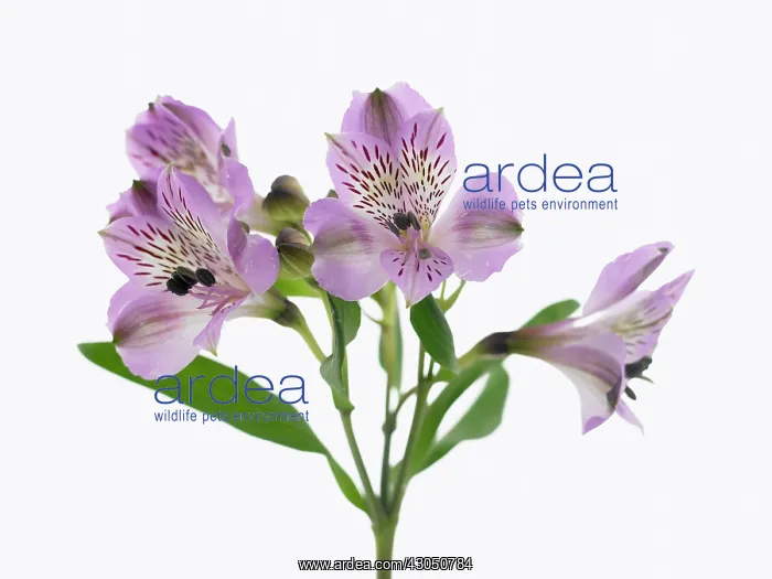 : Alstroemeria : Alstroemeria