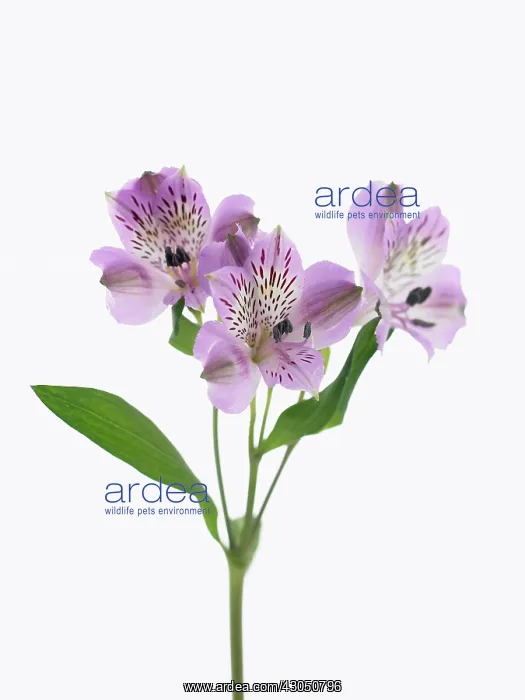 : Alstroemeria : Alstroemeria