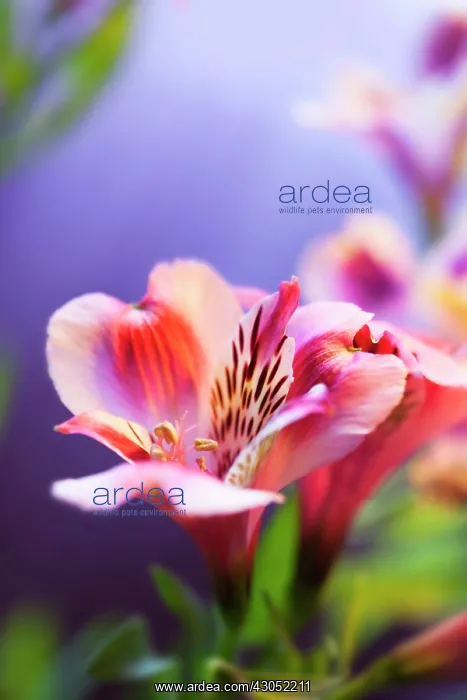 : Alstroemeria : Alstroemeria