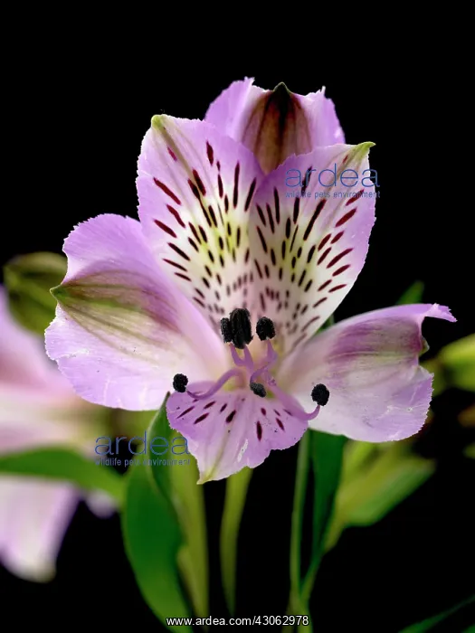 : Alstroemeria