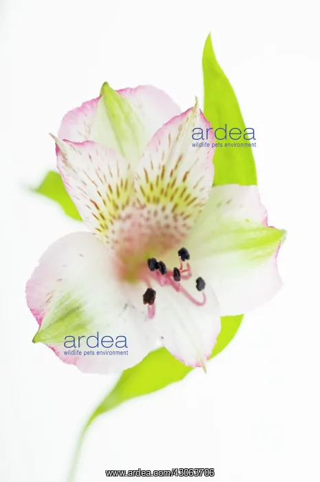 : Alstroemeria : Alstroemeria