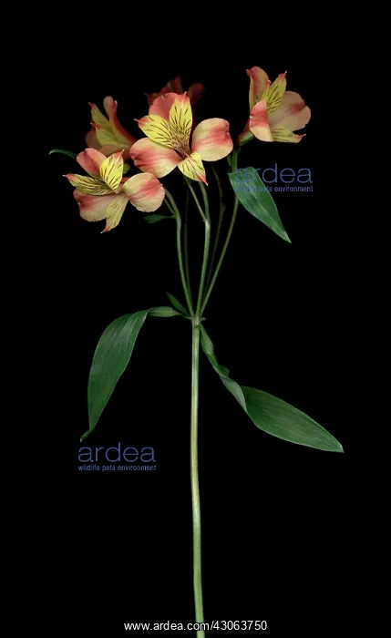 : Alstroemeria : Alstroemeria