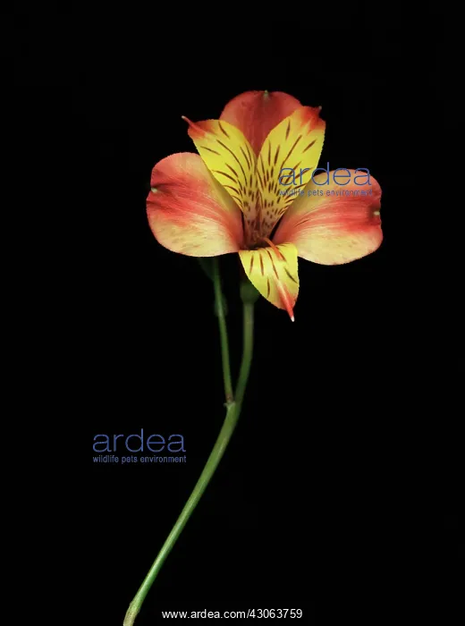 : Alstroemeria : Alstroemeria