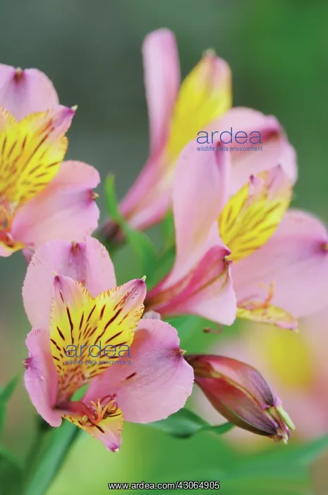 : Alstroemeria : Alstroemeria